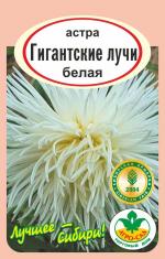 астра гигантские лучи белая